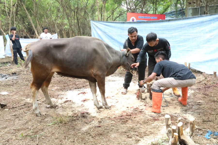 BNPB melakukan pemotongan hewan kurban pada Senin (11/7) di Bekasi, Jawa Barat dan UPT BNPB di Padang, Sumatera Barat.