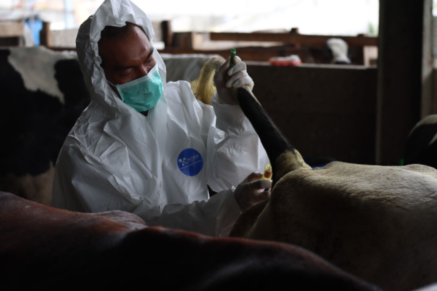 Petugas dinas peternakan kabupaten Jombang melaksanakan pengambilan sampel darah  kepada hewan  ternak yang telah divaksin selama satu bulan untuk di observasi.