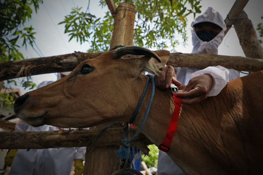Petugas dari Dinas Tanaman Pangan, Holtikultura dan Peternakan Kabupaten Mamuju memberikan kalung penanda khusus kepada hewan ternak milik warga yang telah divaksinasi di Kelurahan Sinyonyoi, Kec. Kaluku, Kab. Mamuju, Prov. Sulawesi Barat, Sabtu (29/10).
