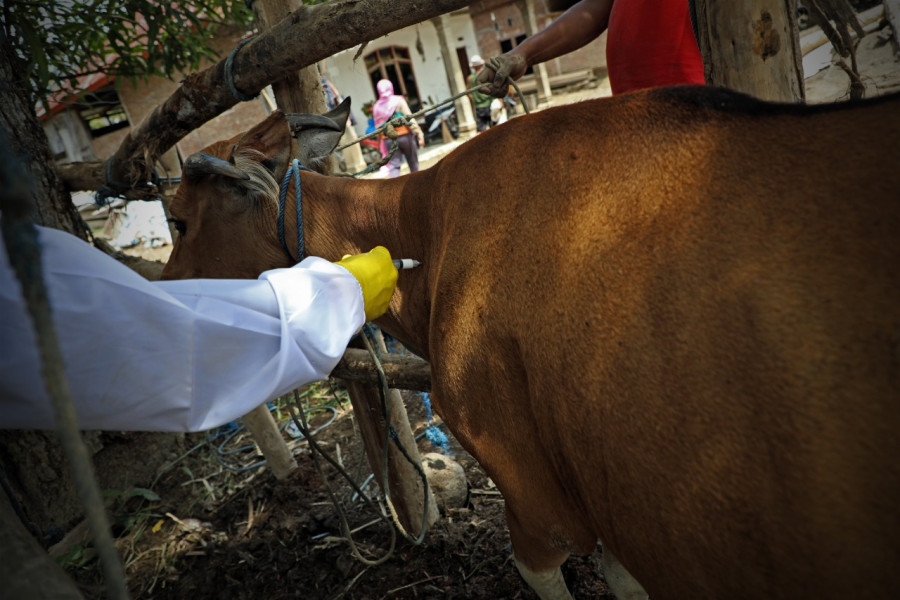 Petugas dari Dinas Tanaman Pangan, Holtikultura dan Peternakan Kabupaten Mamuju melakukan vaksinasi kepada hewan ternak jenis sapi milik warga Kelurahan Sinyonyoi, Kec. Kaluku, Kab. Mamuju, Prov. Sulawesi Barat, Sabtu (29/10).