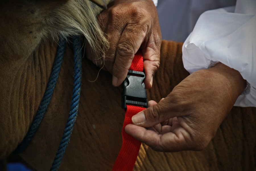 Petugas dari Dinas Tanaman Pangan, Holtikultura dan Peternakan Kabupaten Mamuju memberikan kalung penanda khusus kepada hewan ternak milik warga yang telah divaksinasi di Kelurahan Sinyonyoi, Kec. Kaluku, Kab. Mamuju, Prov. Sulawesi Barat, Sabtu (29/10).