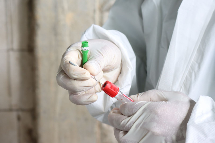 Petugas dinas peternakan kabupaten Jombang melaksanakan pengambilan sampel darah  kepada ternak yang telah divaksin selama satu bulan untuk di observasi.