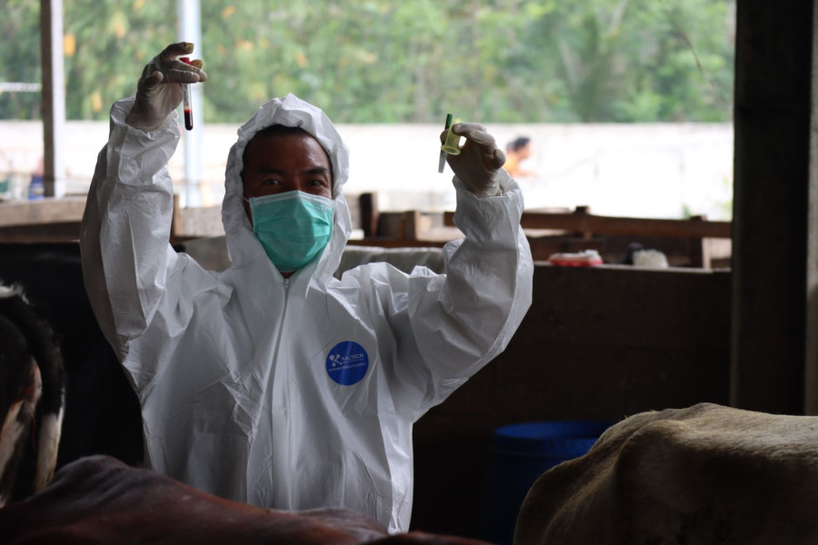Petugas dinas peternakan kabupaten Jombang melaksanakan pengambilan sampel darah  kepada hewan  ternak yang telah divaksin selama satu bulan untuk di observasi.