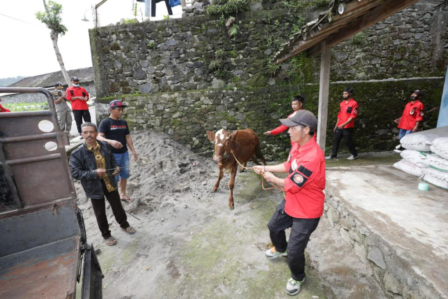Warga dibantu Tim Siaga Desa (TSD) Tlogolele mengevakuasi hewan ternak di Desa Stabelan, Kecamatan Selo, Kabupaten Boyolali, Jawa Tengah, Senin (26/4).