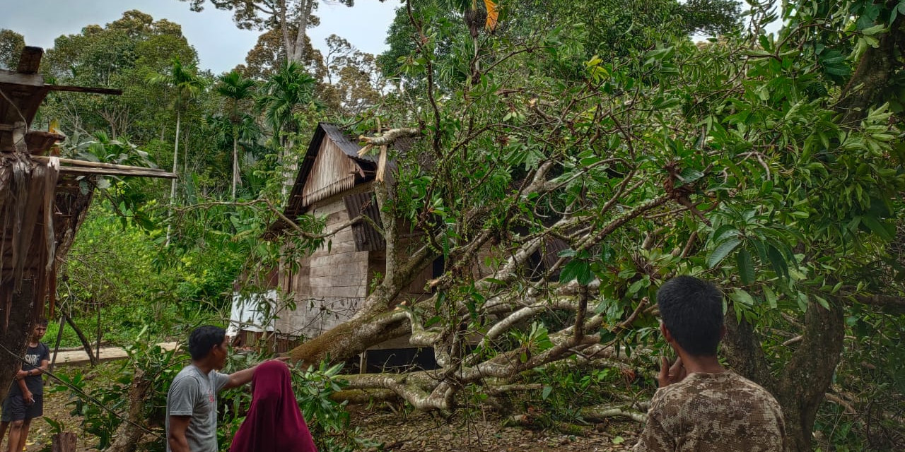 Satu Meninggal Tertimpa Pohon Saat Angin Kencang Terjang Aceh Selatan