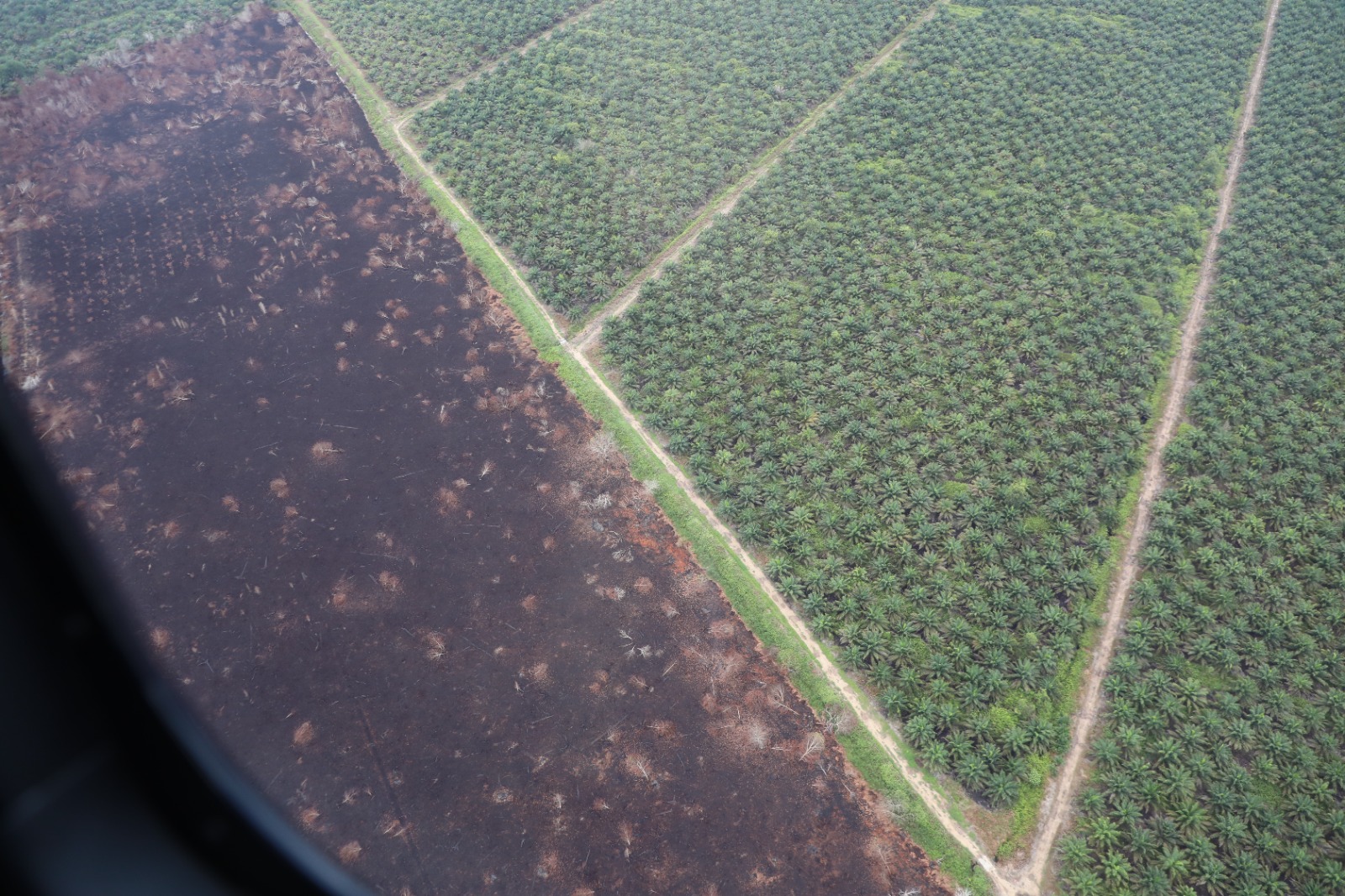 Foto udara keadaan lahan yang sebelumnya terdampak kebakaran pasca diguyur hujan di wilayah Kalimantan Barat, Rabu (20/9).